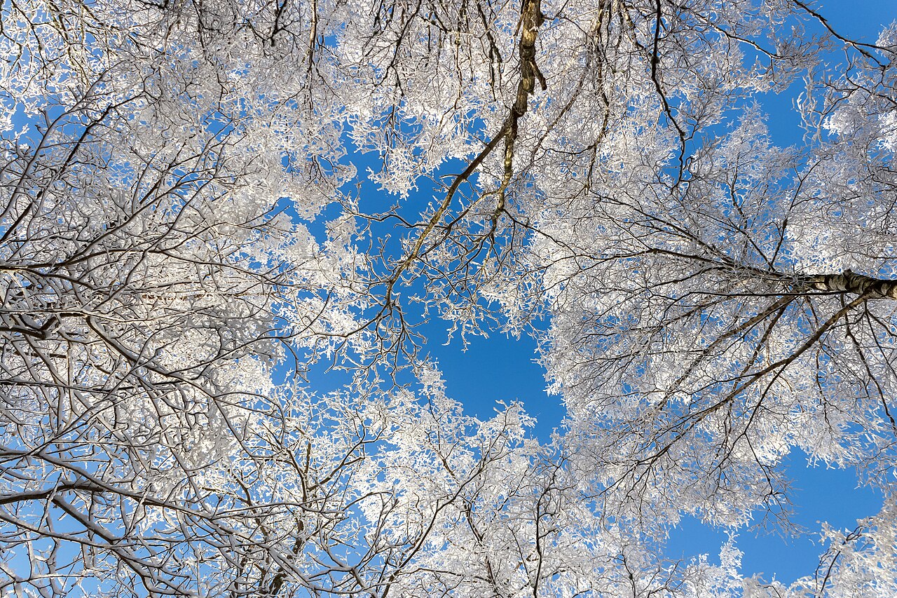 雪化粧した木々